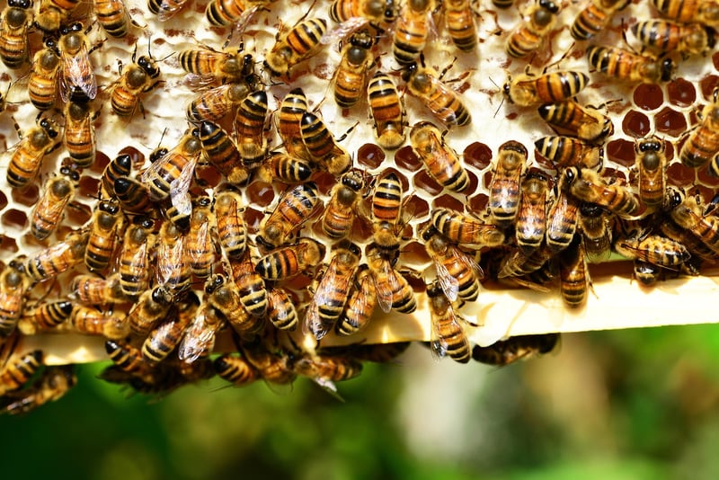 Beekeeping Basics