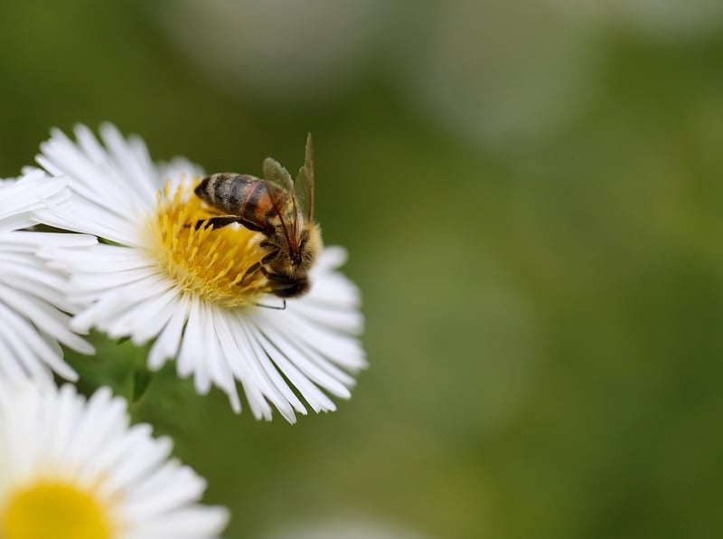 Bee on Flower