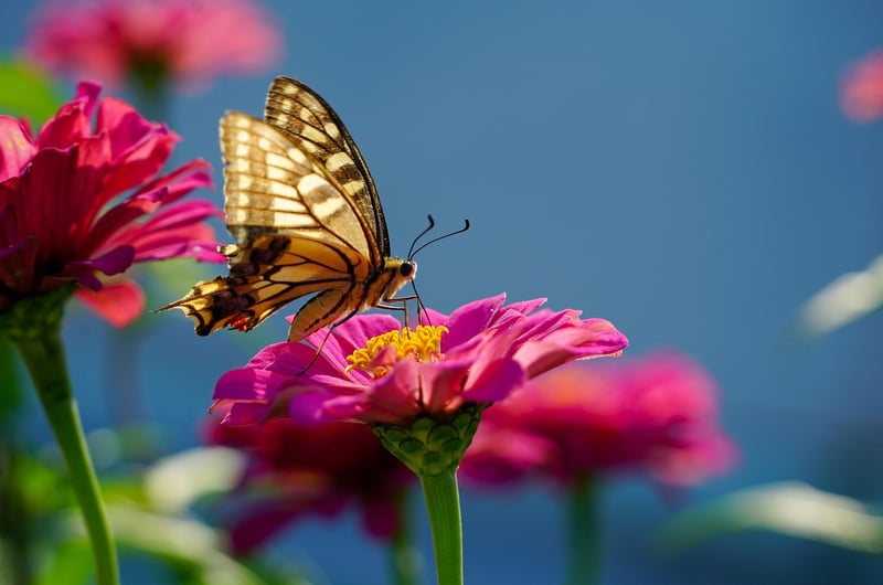 Butterfly and Flowers
