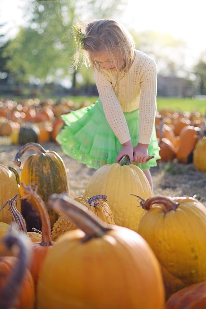 Pumpkin Patch Image